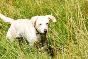 hund